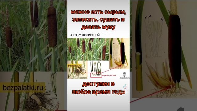 Еда в дикой Природе. Корень камыша и рогоза.Пища.