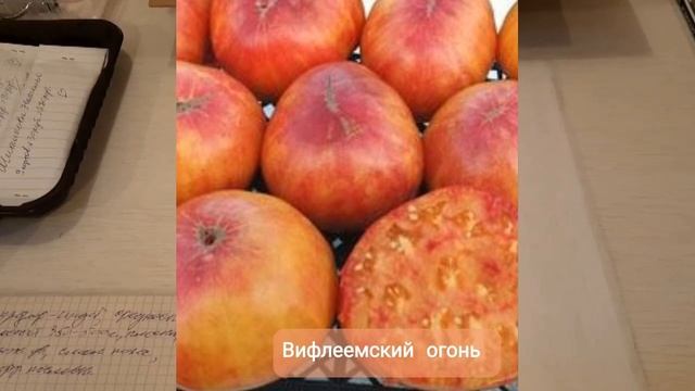 Часть 1. Биколоры. смотреть онлайн