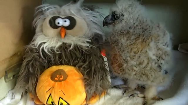 Baby owl and toy sing Monster Mash смотреть онлайн