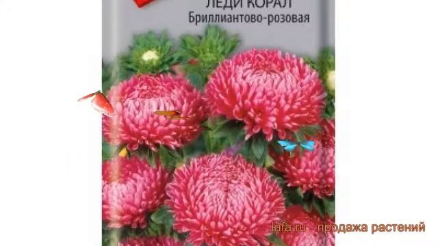 Астра обыкновенный Бриллиантово-розовая ? обзор: как сажать, семена астры Бриллиантово-розовая смотреть онлайн