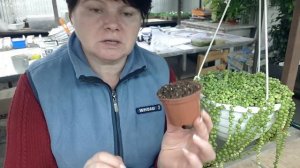 Мой СЕКРЕТ размножения КРЕСТОВНИКА  Роули.