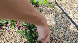 Ирга Канадская Смоки, Мартин, Слейт