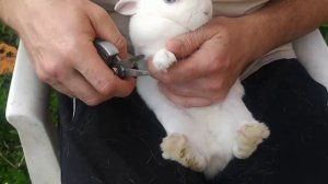 Как постричь кролику когти, нужно ли стричь когти кролику?