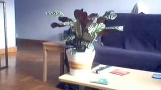moving plant time lapse смотреть онлайн