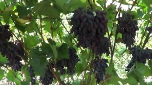 сорт винограда Памяти Негруля