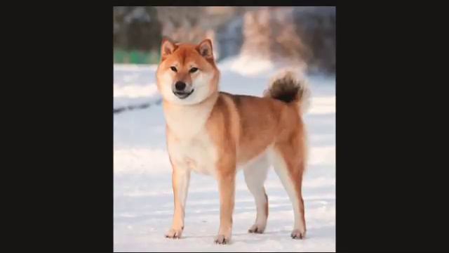 Ginga characters in real life
(Персонажи Ginga в реальной жизни) смотреть онлайн