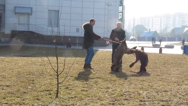 Шалящие мишки г.Жлобин Беларусь смотреть онлайн