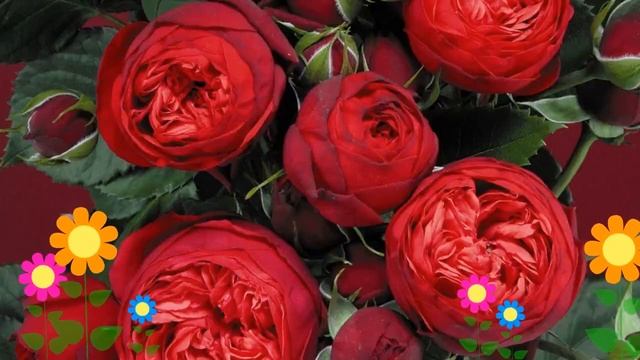 Роза кустовая Пиано (Piano). Краткий обзор, описание характеристик, где купить саженцы смотреть онлайн