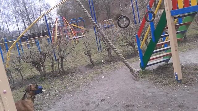 Немецкий боксер - Рокки "Бальбоа" смотреть онлайн