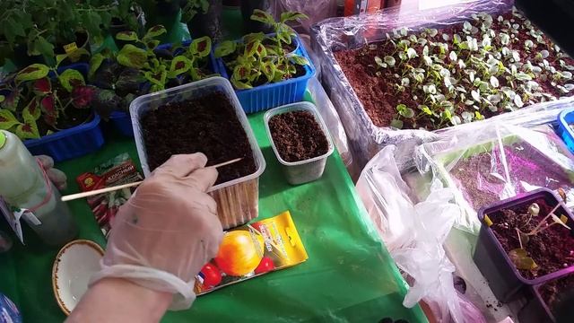 Лук репчатый. Посев лука "Эксибишен" и батун. смотреть онлайн