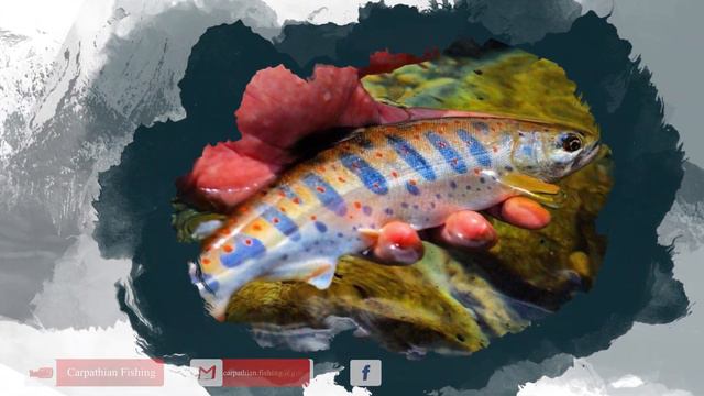 World's famous Trout Photos / Part 1 / Топ Фото Форелі з мережі Інтернет . Наш рейтинг. Час. 1 смотреть онлайн