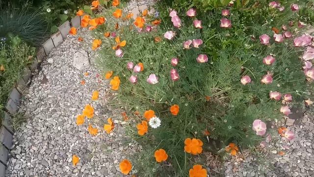 Парк "Укромный". Дневник от 30.05.23. Уборка цветника, первые розы. смотреть онлайн