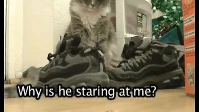 Death of a Scout смотреть онлайн