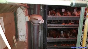 ОБОГРЕВ в курятнике. Куры несутся даже в мороз!