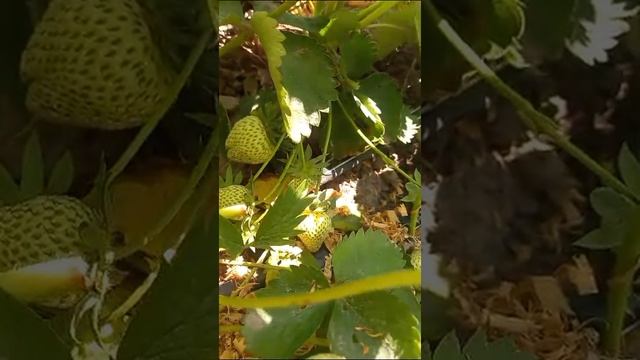 VID-20230515-WA0000.mp4 смотреть онлайн