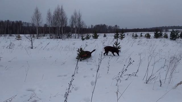 Щенки чесапик бей ретривера в питомнике Вальхаус смотреть онлайн