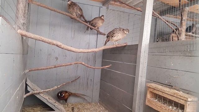 Фазаны//Охотничьи фазаны//Даю снег вместо воды//13 декабря 2023 год смотреть онлайн