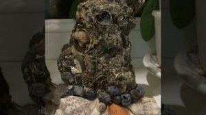 Сувениры, игрушки, подделки из морских ракушек своими руками