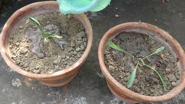 Gazania Flower Plant || Gazania Plant Care || How to Grow Gazanias смотреть онлайн