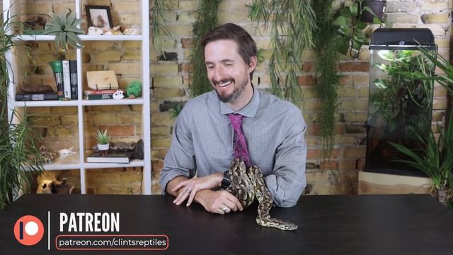 Dumeril's Boa, The Best Pet Snake? смотреть онлайн