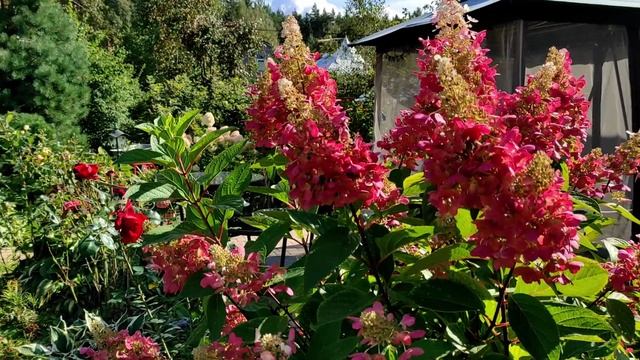 ГОРТЕНЗИИ В МОЕМ САДУ смотреть онлайн