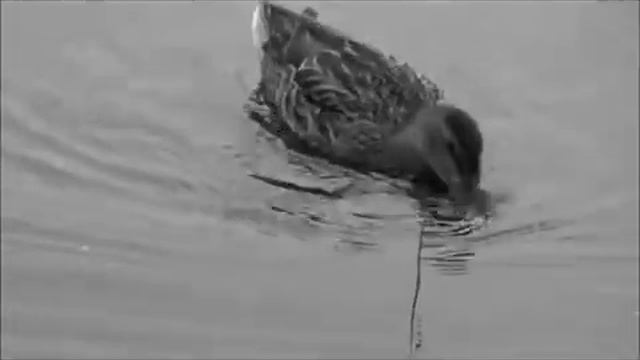 уток нельзя кормить целыми сушками, они умирают смотреть онлайн