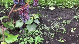 Виноград Юпитер в Беларуси (28.08.21)