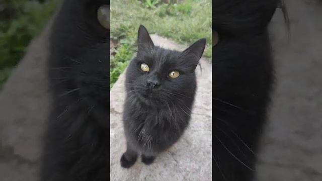 Всей семьёй вышли на прогулку кот кошка и котята ? cats and kittens смотреть онлайн