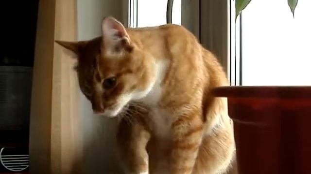 самый милый чистоплотный кот Туся смотреть онлайн