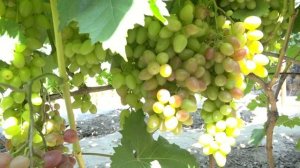 Виноградник Эльвиры Якубенко. 2019