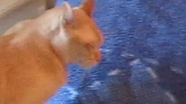 Burmese vs. Burmilla!! смотреть онлайн