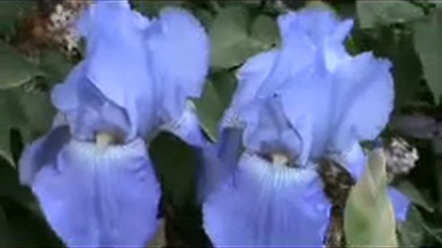 Ирисы.wmv смотреть онлайн