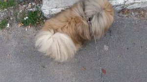 НОВОСТИ ОТ КОДИ ,КТО ВЗОРВАЛ ДОМОФОН????