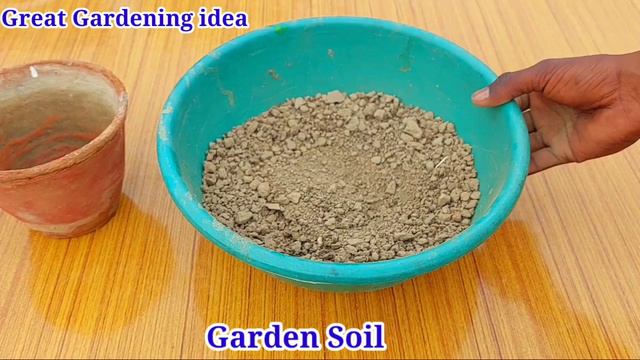 Grow Rose From Cuttings In Aloe Vera || Growing Roses In Aloe Vera смотреть онлайн