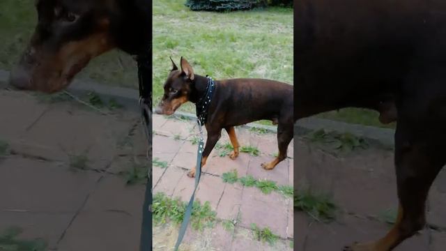 Рекс нам 8 лет. смотреть онлайн