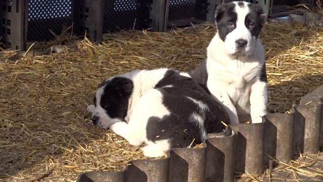 Щенки АЛАБАЯ 45 дн.+79272626333 Открыто резервирование. смотреть онлайн