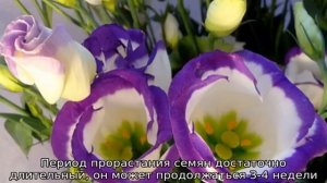 Цветы эустома: посадка и уход в открытом грунте