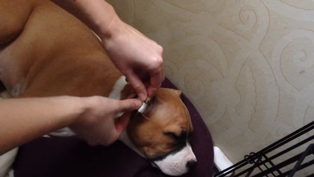 как клеить некупированные уши смотреть онлайн