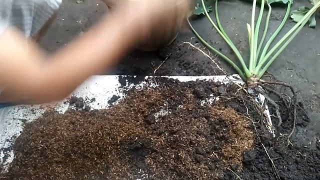 PAANO MAGPADAMI NG SELLOUM PLANT / PROPAGATING PHILODENDRON SELLOUM CARETIPS