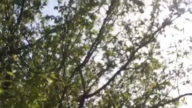 Мой новый канал про животных смотреть онлайн