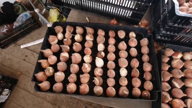 Разреженная посадка тюльпанов, когда и для чего она необходима. смотреть онлайн