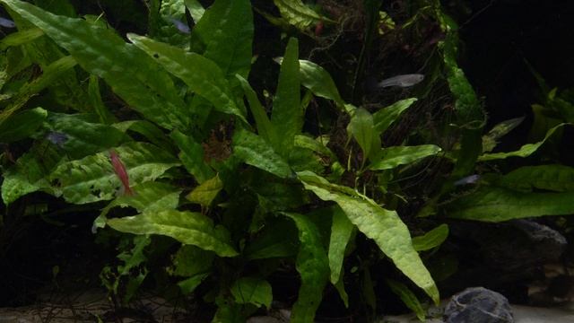 Let's Meet by the Big Java Fern! смотреть онлайн