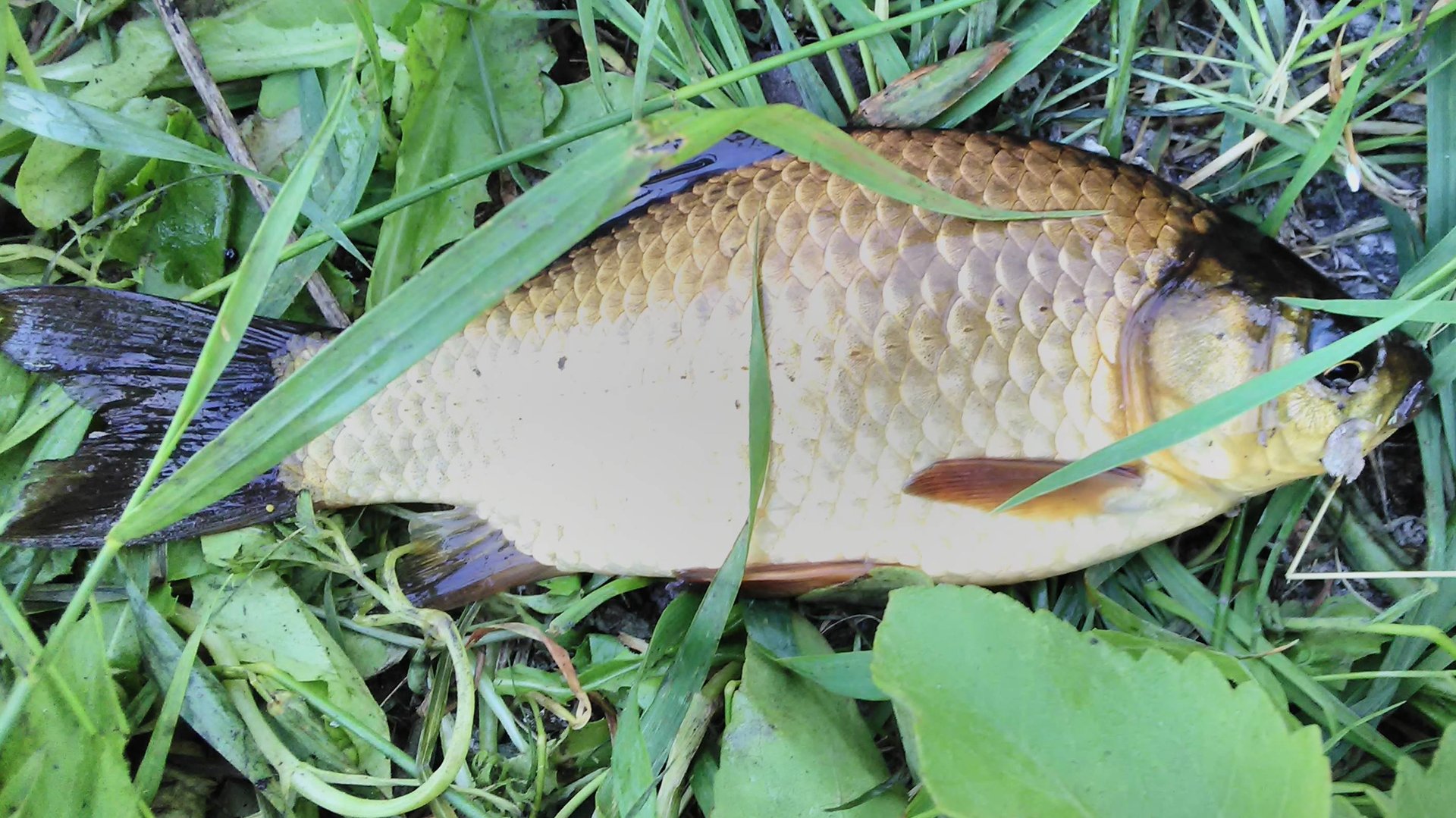 вываживание карася)