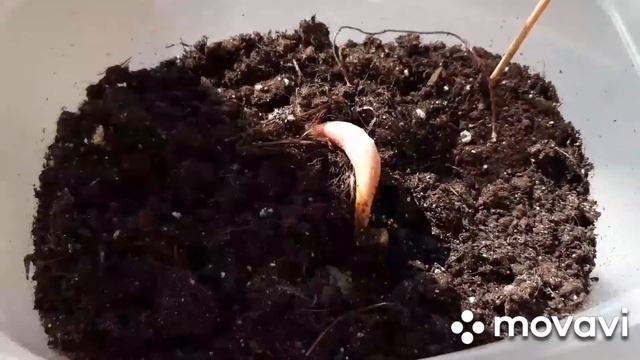 ПОСАДКА И РОСТ КАШТАНА