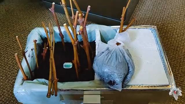 Путь к Урожаю! Начало Начал / Кильчеватор / Укоренение черенков винограда смотреть онлайн