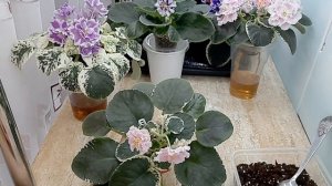 Фиалки! Как уменьшить влажность грунта на фитильном поливе.