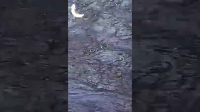 Хоринск. На Турку, Ямбуй, Голондокан! смотреть онлайн