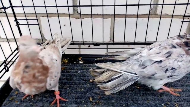 Голуби бакинские мраморные Тамбов. 27.12.2021.(короткий обзор) смотреть онлайн