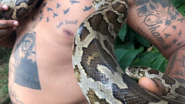 Sri Lanka Wild Python Chokes Man Around The Neck | Tuan Rishan смотреть онлайн