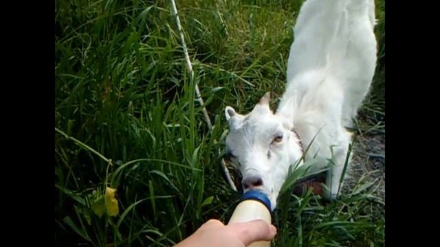 Приготовление молока козлятам смотреть онлайн